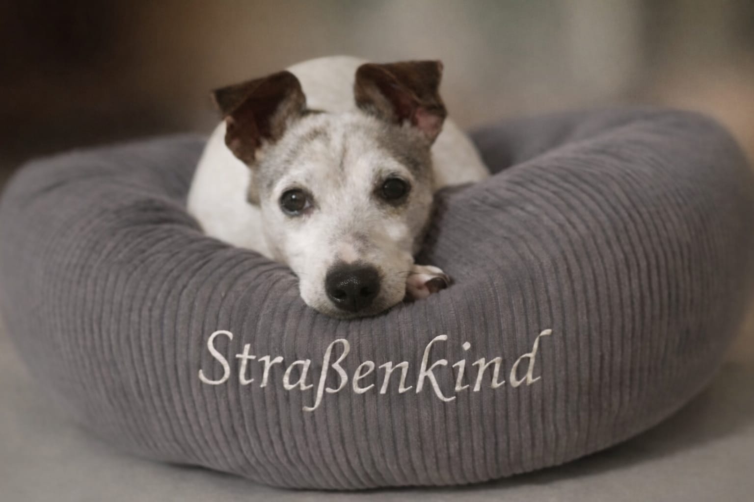 Hund Platzhalter